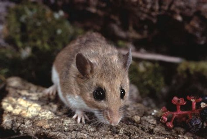 How do white footed mice get Lyme disease?