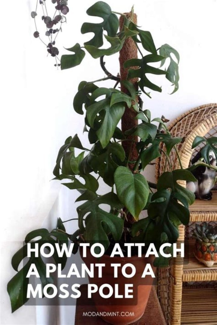 How do you attach a greenery to the wall?