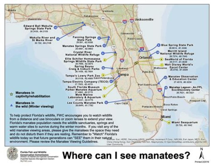 How do you attract manatees?