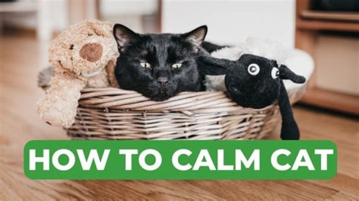 How do you calm a cat in a cage?