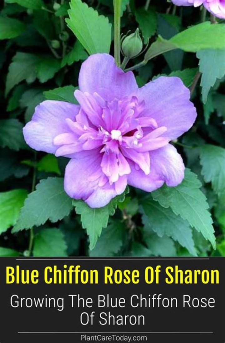 How do you care for a blue chiffon rose of Sharon?