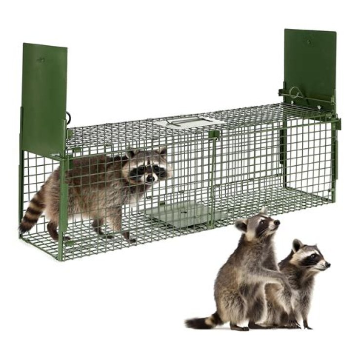 How do you catch a Otter in a live trap?