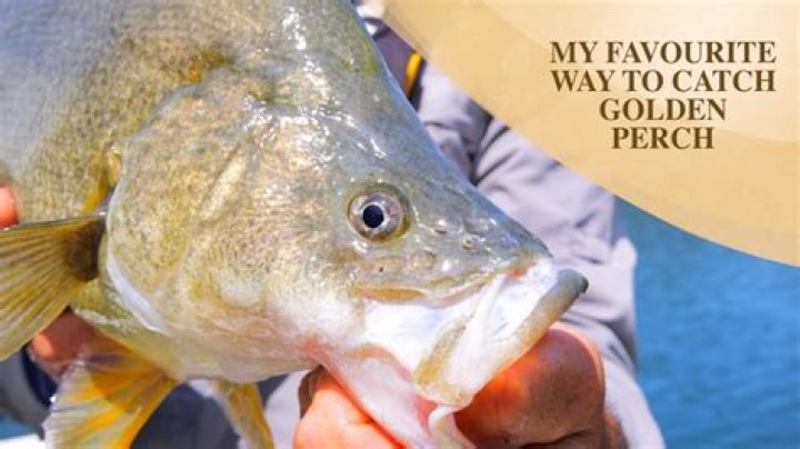How do you catch golden perch?