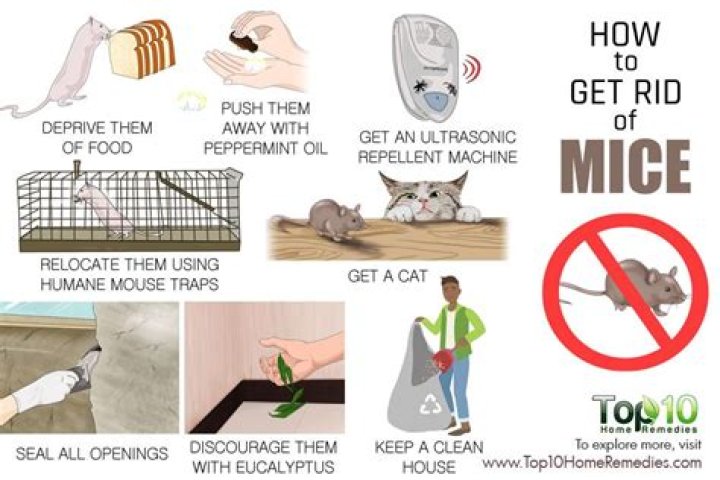How do you catch mice without killing them?