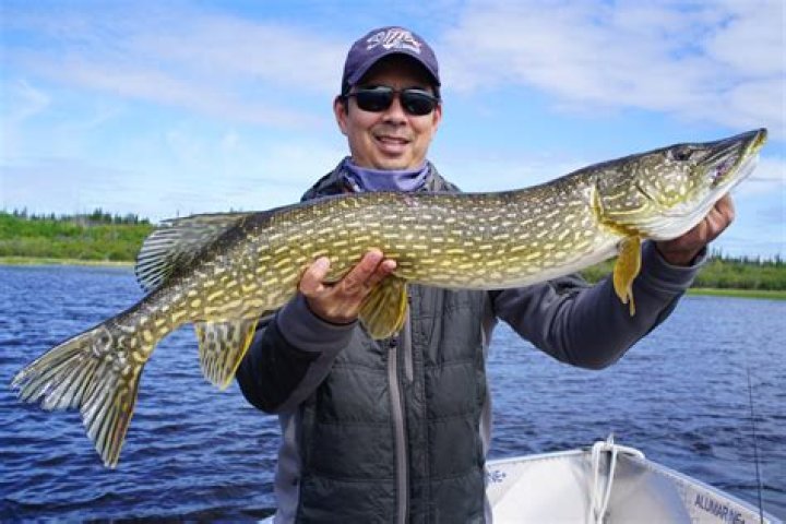 How do you catch pike in the summer?