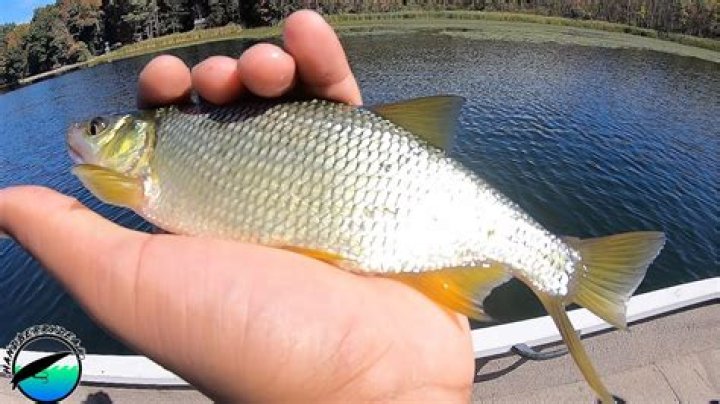 How do you catch shiners in the winter?