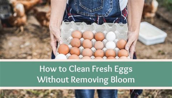 How do you clean farm fresh eggs?