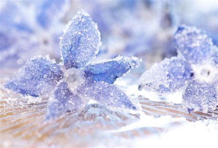 How do you crystallize edible flowers?
