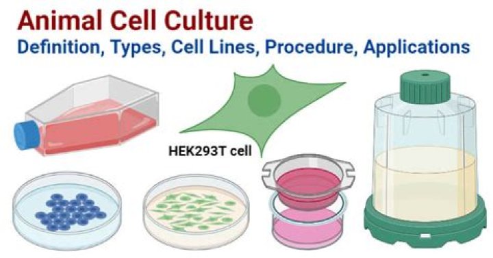 How do you culture a cell?