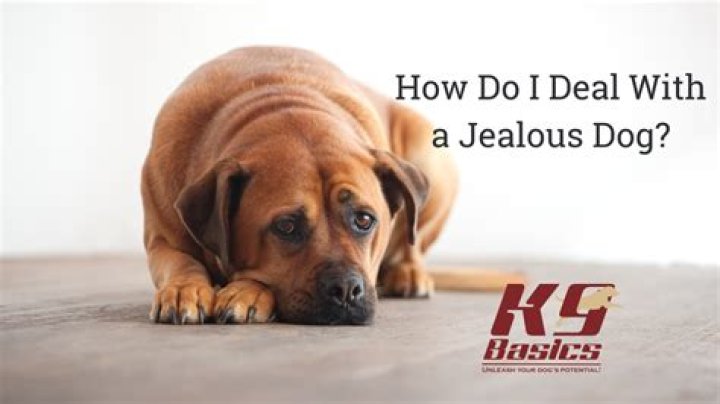 How do you deal with a jealous dog?