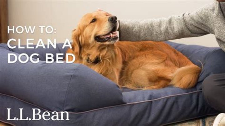 How do you deep clean a dog bed?