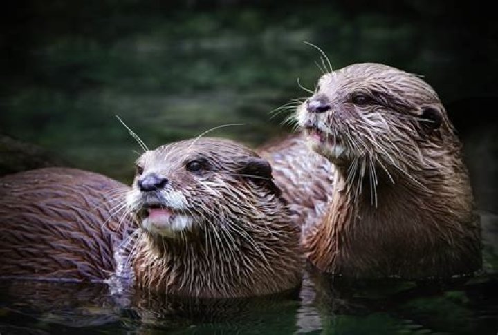 How do you deter river otters?