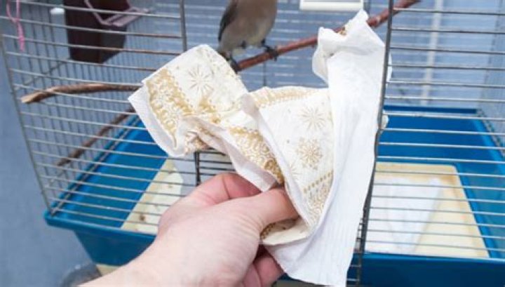 How do you disinfect a hatching egg?