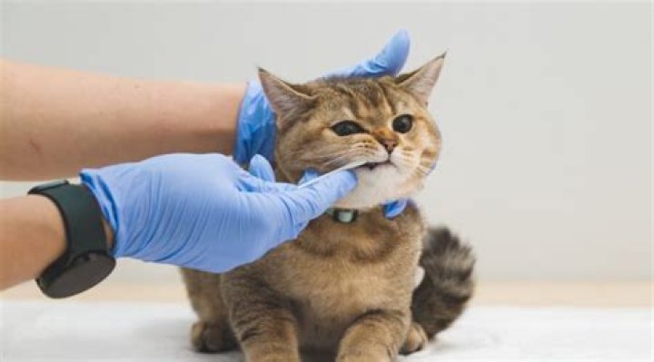 How do you do a DNA test on a cat?