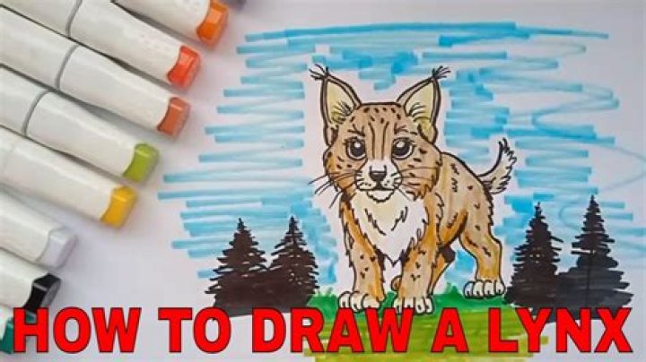 How do you draw a lynx easy?