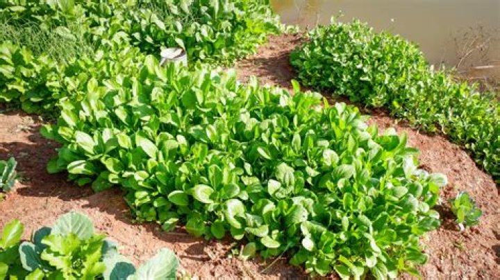 How do you dry mustard leaves?