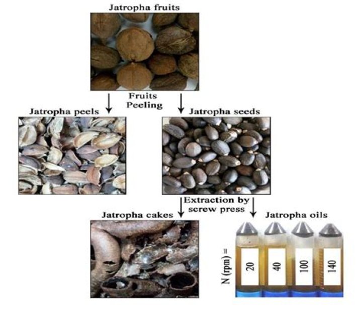 How do you extract oil from Jatropha seeds?