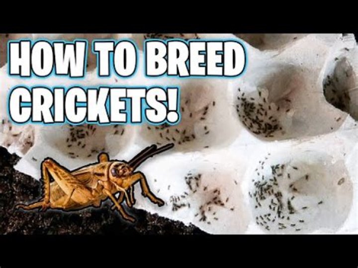 How do you feed baby crickets?