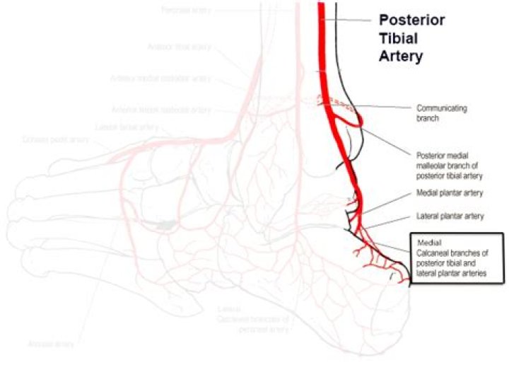 How do you feel posterior tibial artery?