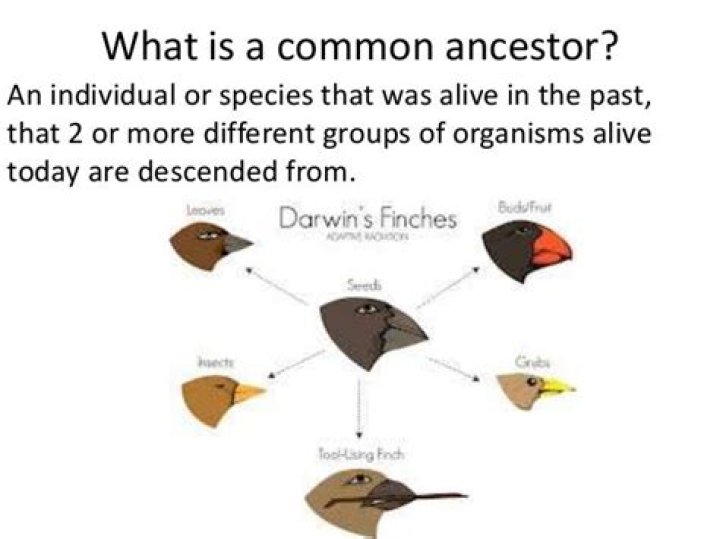 How do you find common ancestors?