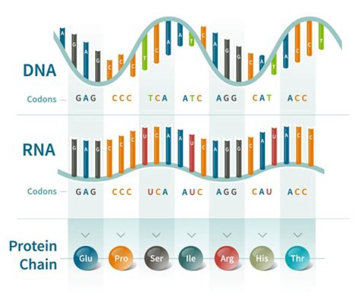 How do you find the coding region of DNA?