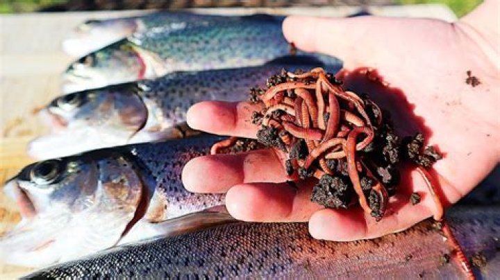 How do you fish for trout with a worm?