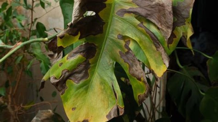 How do you fix a burnt plant?