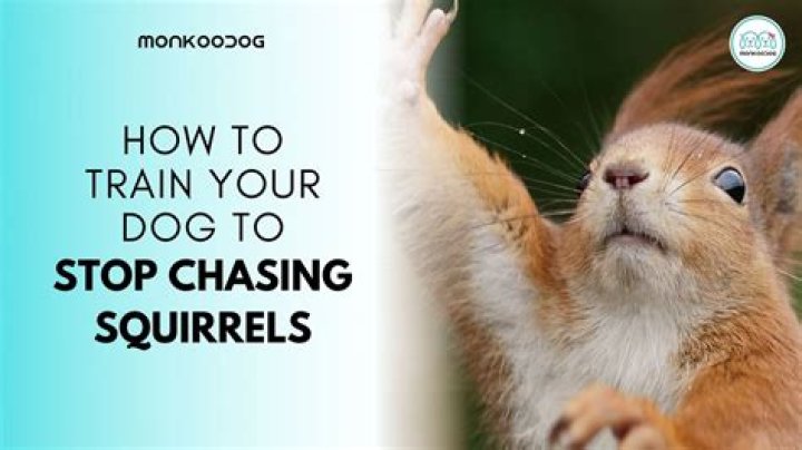 How do you get a dog to stop chasing squirrels?