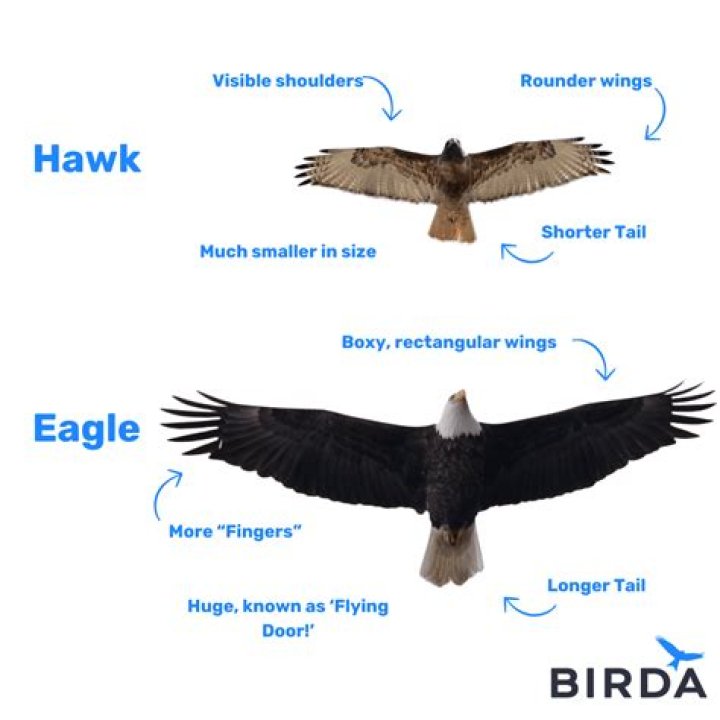 How do you get a hawk ring?