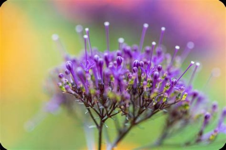 How do you get a shallow depth of field with an 18 55 lens?