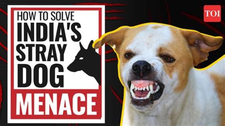 How do you get a stray dog that won't come to you?