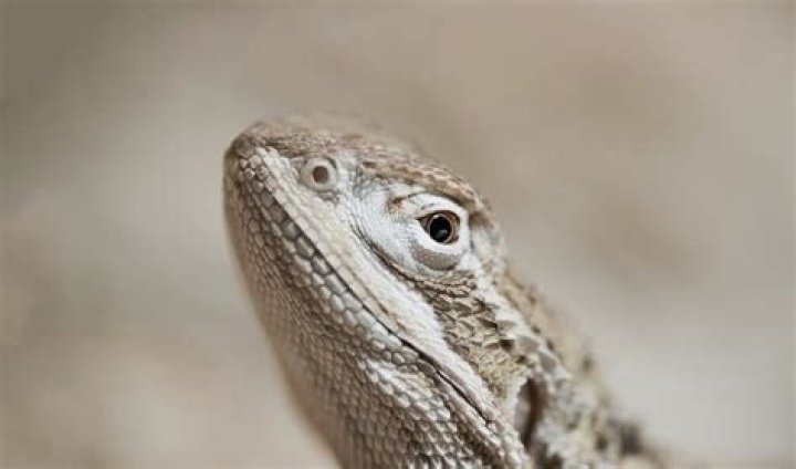 How do you get an exotic animal?