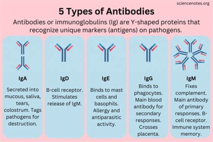 How do you get Anti C antibodies?