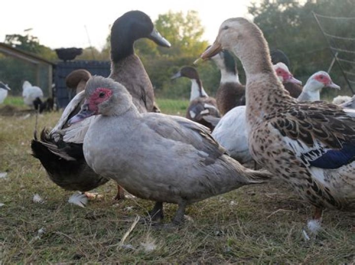 How do you get ducks without a pond?