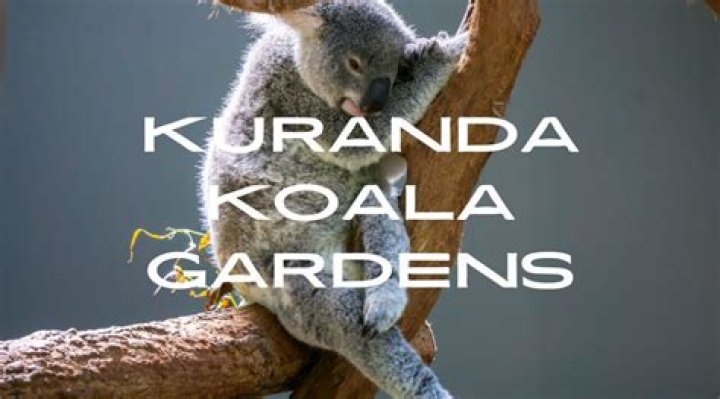 How do you get from Kuranda Koala Gardens to Cairns?