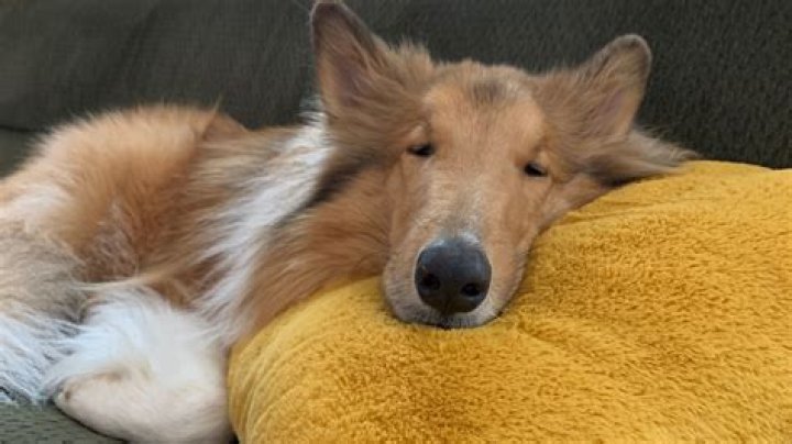 How do you get glue out of dog fur?