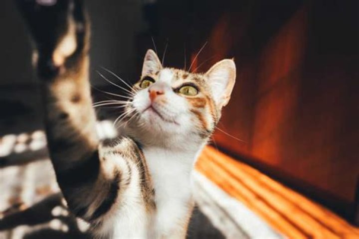 How do you get my cat to leave my blinds alone?