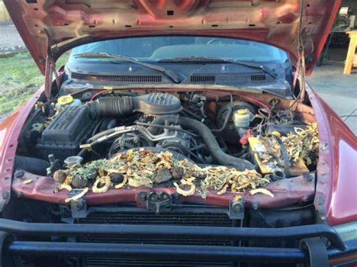 How do you get rid of a pack rat?