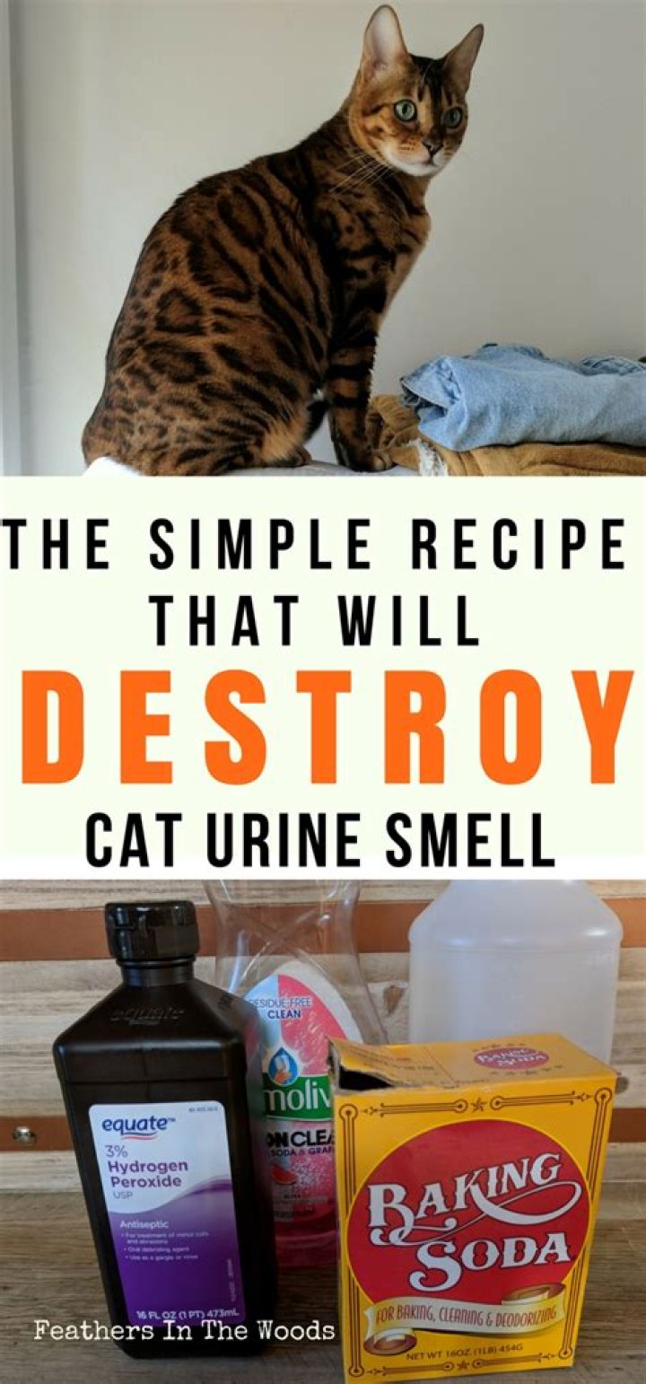 How do you get rid of cat smell in yard?