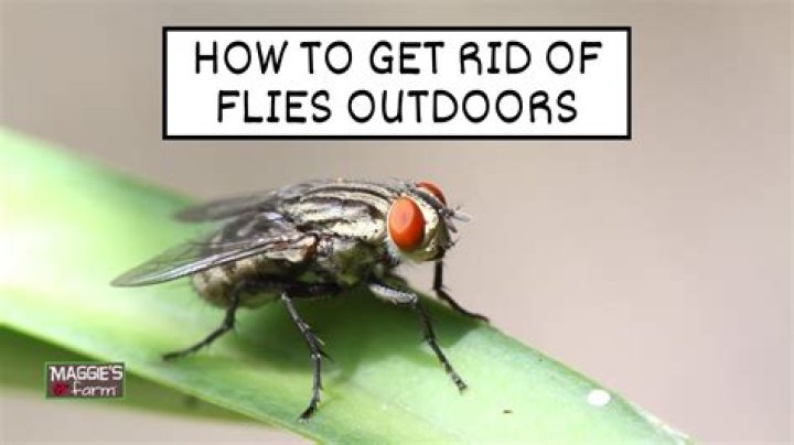 How do you get rid of fish flies?