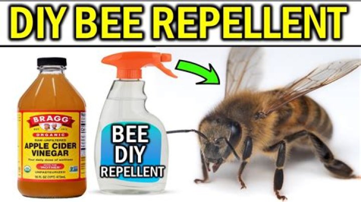 How do you get rid of ivy bees?