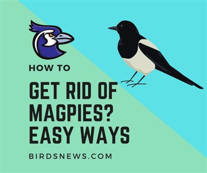 How do you get rid of magazines?