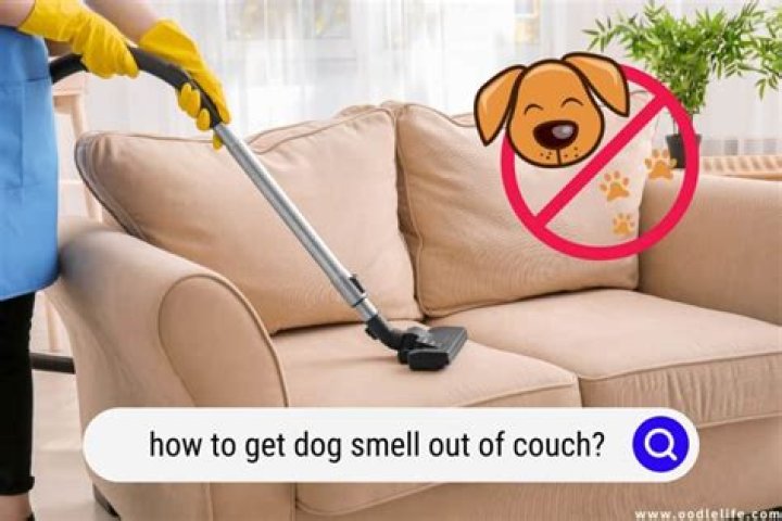 How do you get the smell of puke out of a dog?