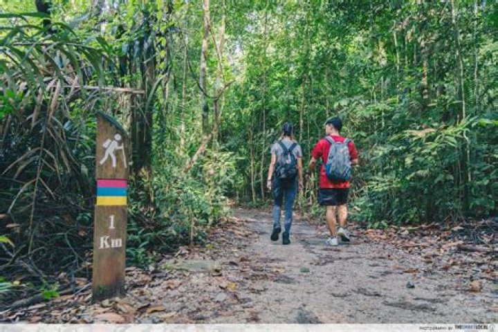 How do you get to MacRitchie trail?