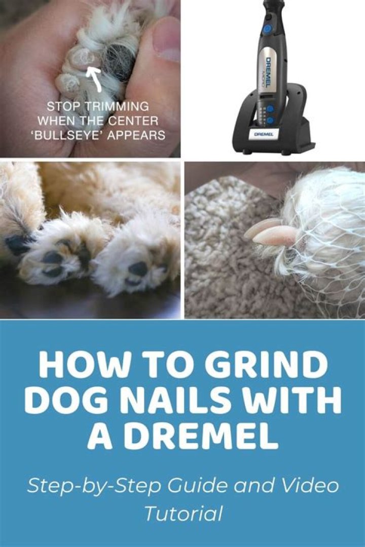 How do you grind a dog's nails with a Dremel?