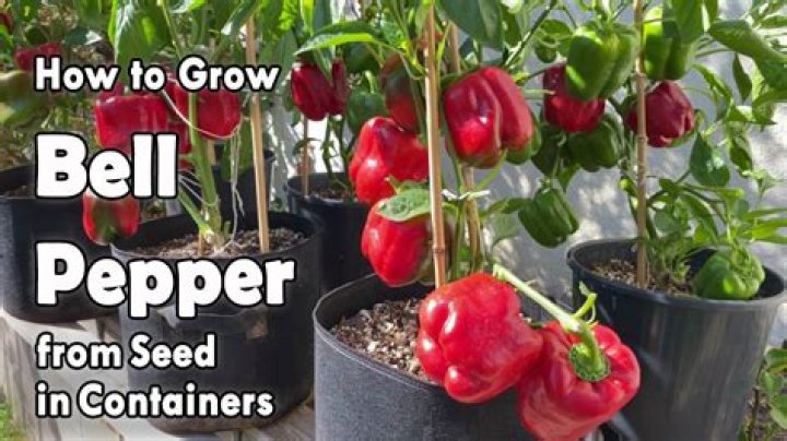 How do you grow a long pepper plant?