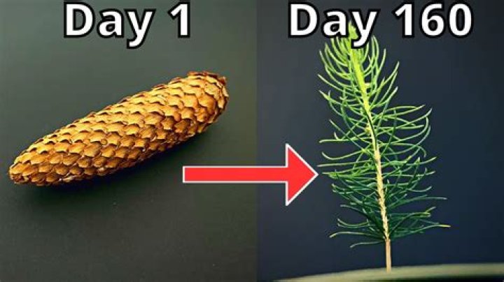 How do you grow a UME tree?