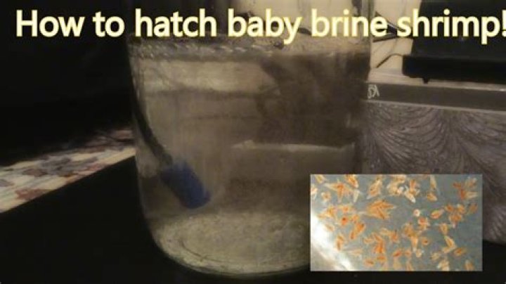 How do you grow baby brine shrimp?