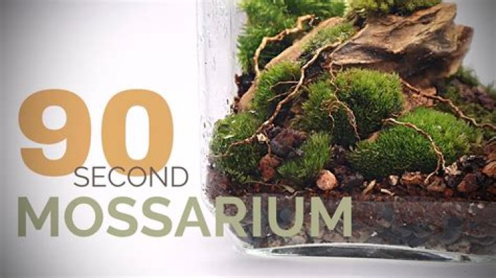 How do you grow moss in a terrarium?