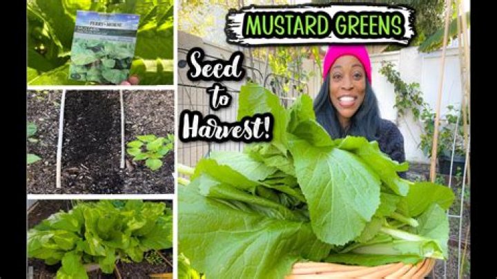 How do you grow Mustasa?